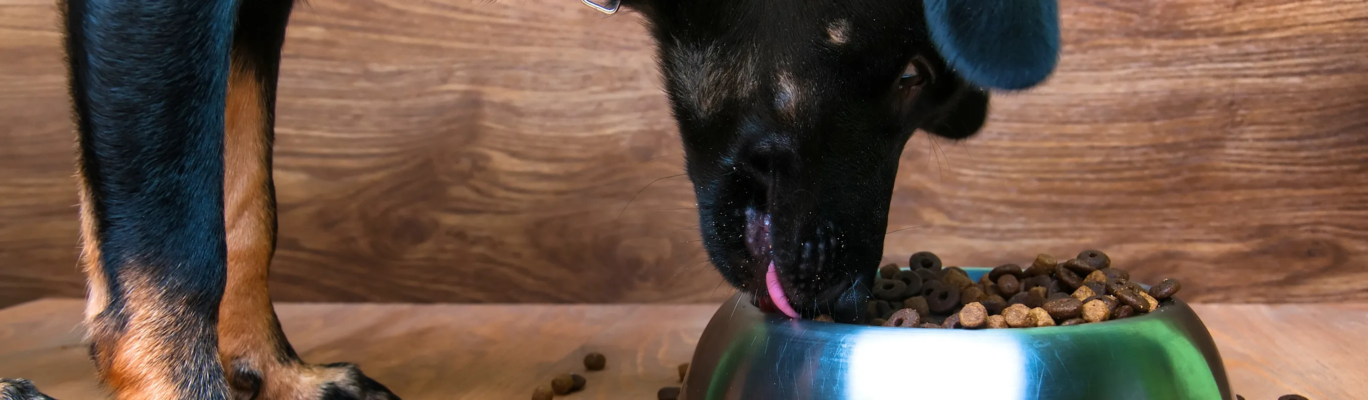 Dog eating food out of a bowl