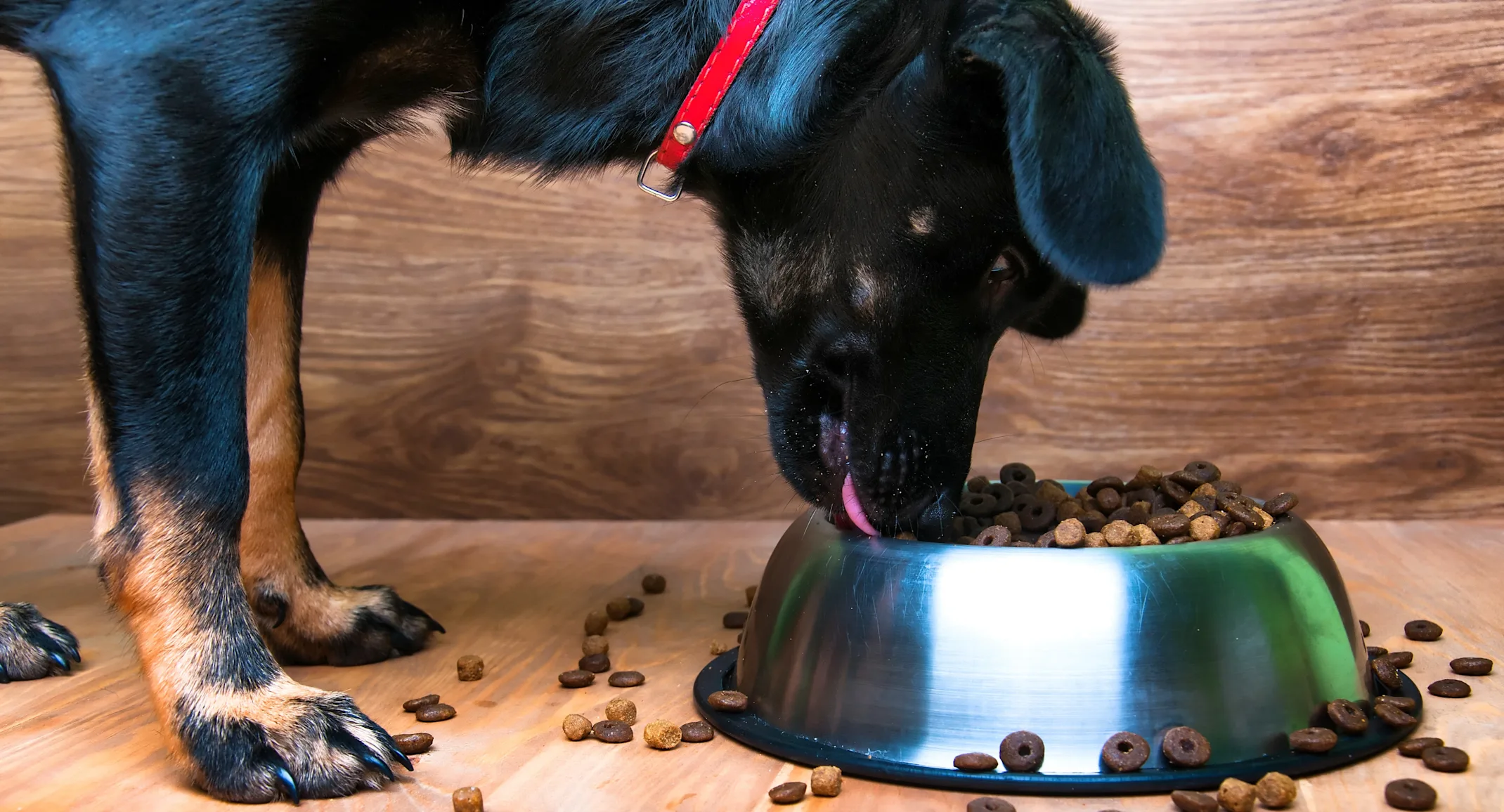 Dog eating food out of a bowl