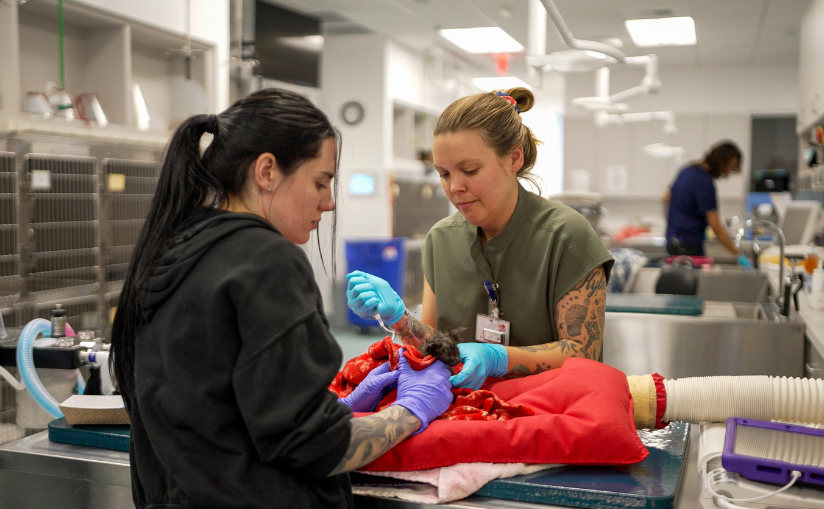 Two staff members administering medicine to a pet
