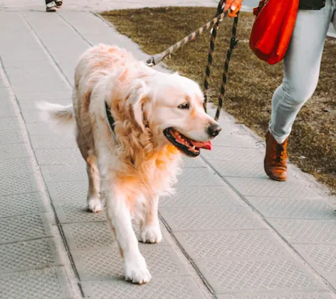 Owner Walking Dog on a Leash Owner Walking Dog on a Leash