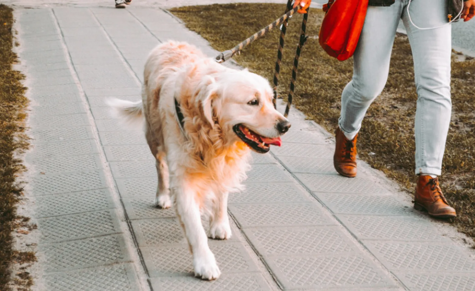 Owner Walking Dog on a Leash Owner Walking Dog on a Leash
