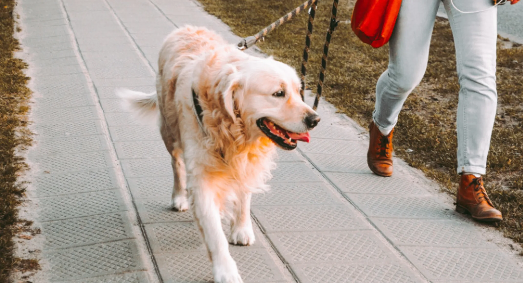 Owner Walking Dog on a Leash Owner Walking Dog on a Leash