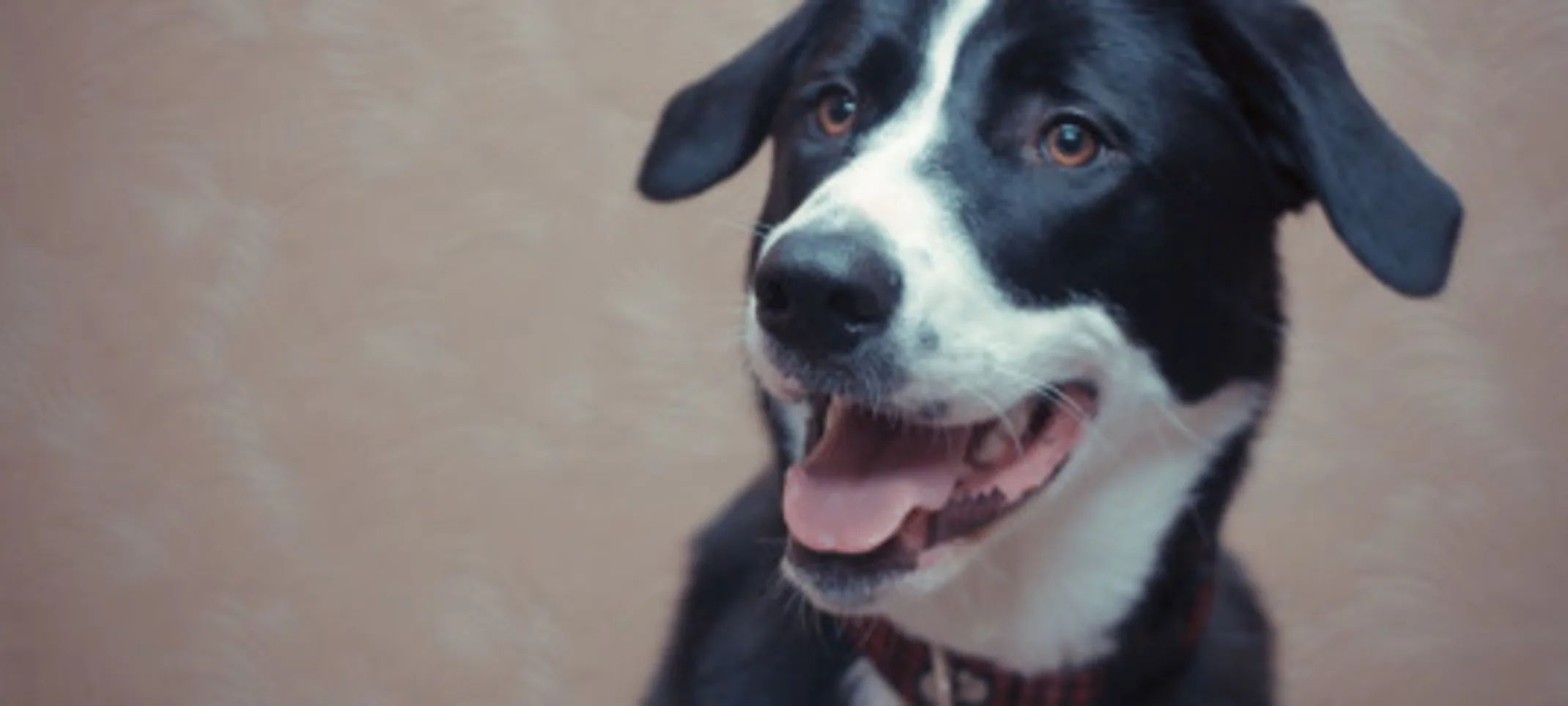 A black and white dog smiling. A black and white dog smiling.