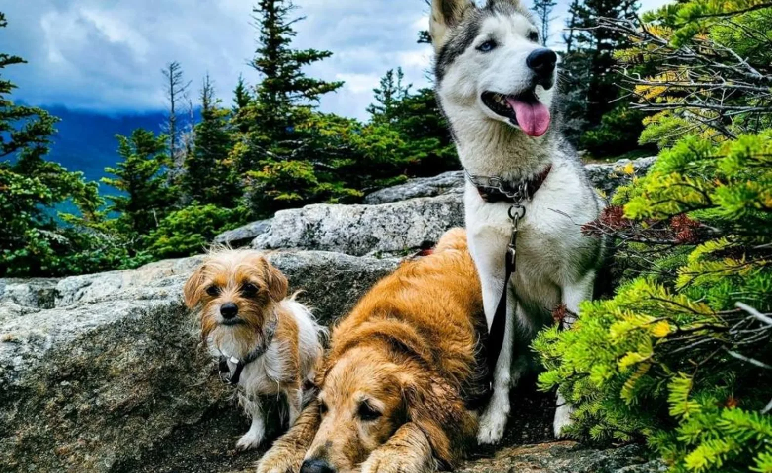3 dogs in the forest 3 dogs in the forest