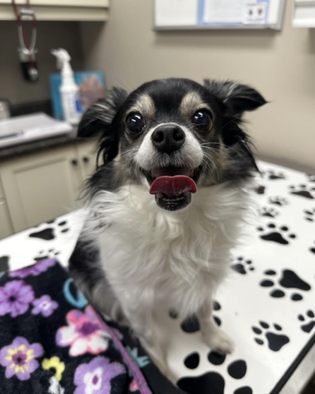  Canine Pet Care Plan
