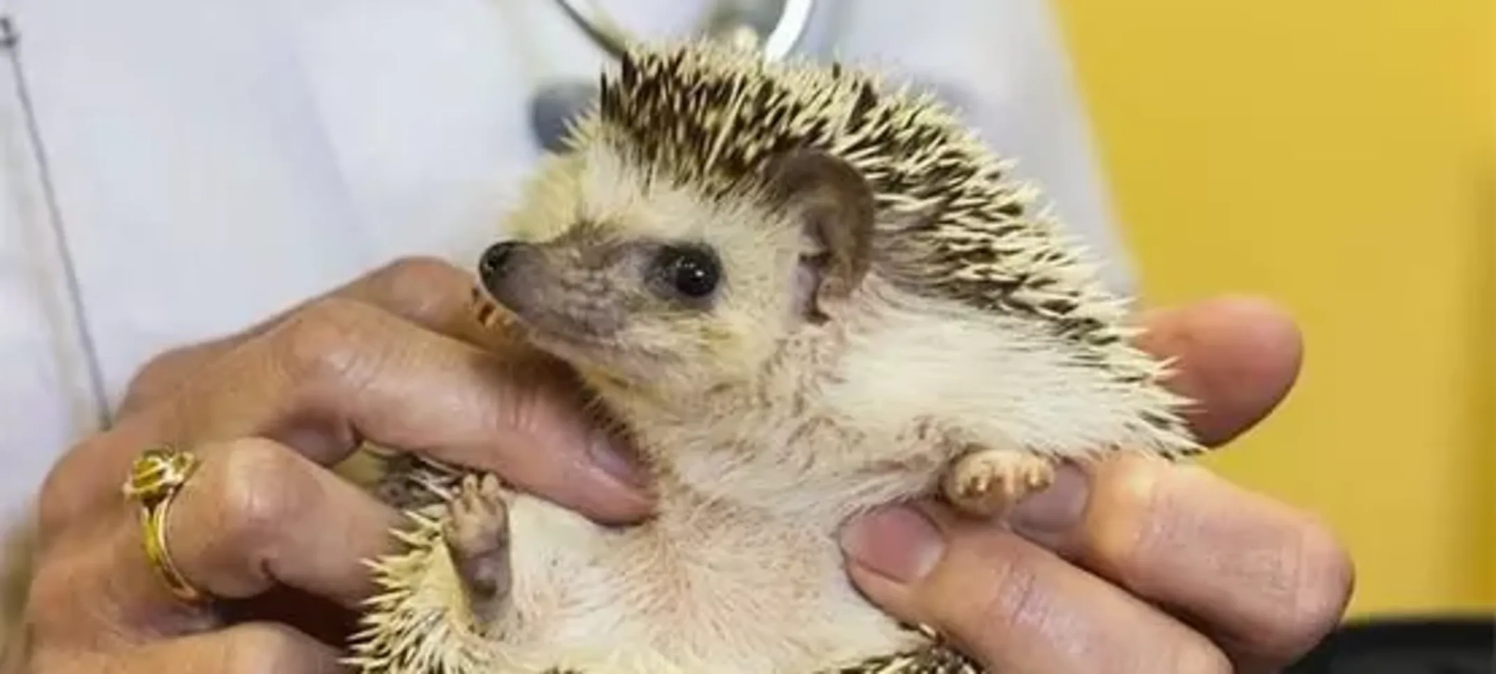 Indigo, Hedgehog Indigo, Hedgehog