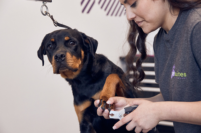 A black and brown dog has their nails trimmed by a PetSuites Dog Groomer. 