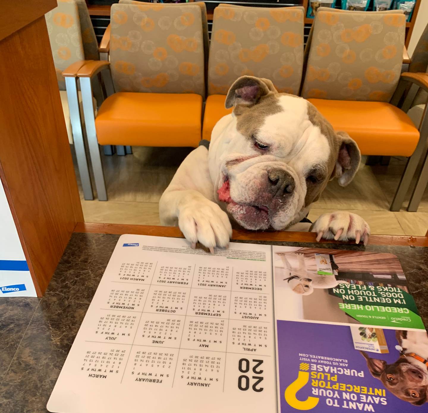 Dog assessing reception desk