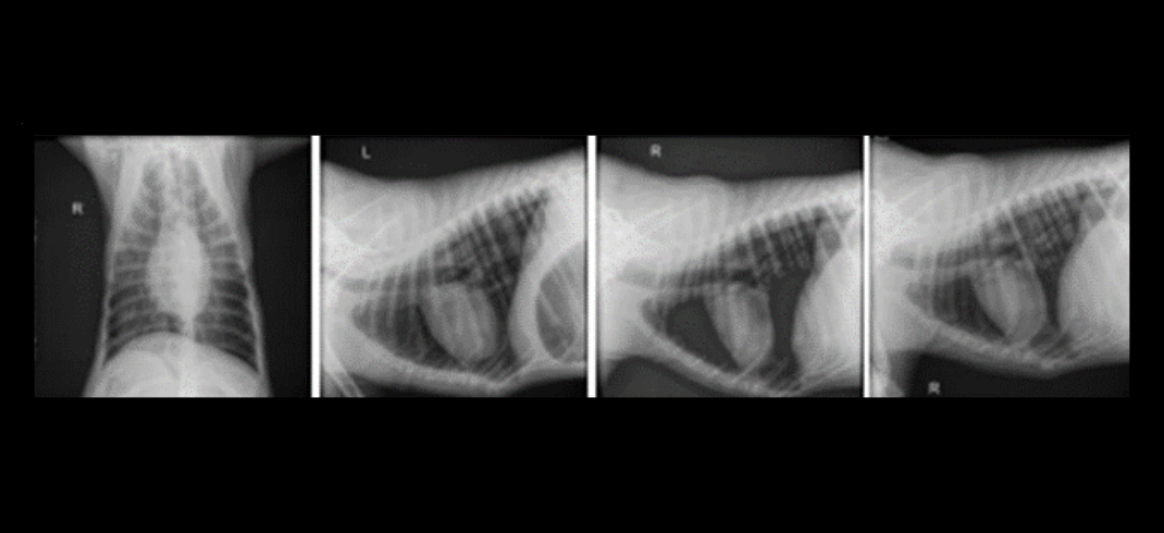 Riggins' XRay Charts