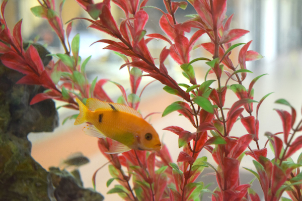 Aquarium with fish in vegetation