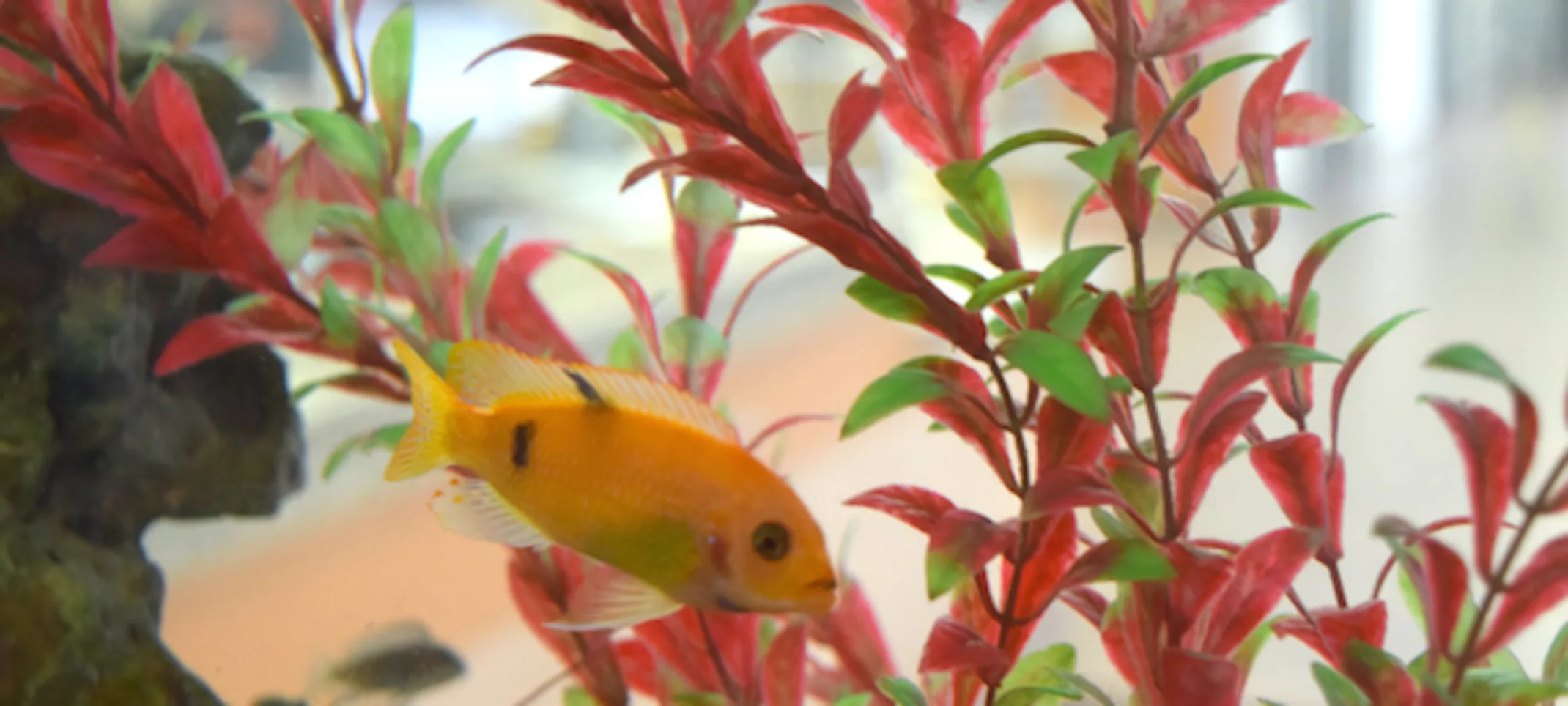 Aquarium with fish in vegetation Aquarium with fish in vegetation