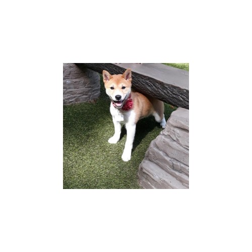 Dog standing under a fake log