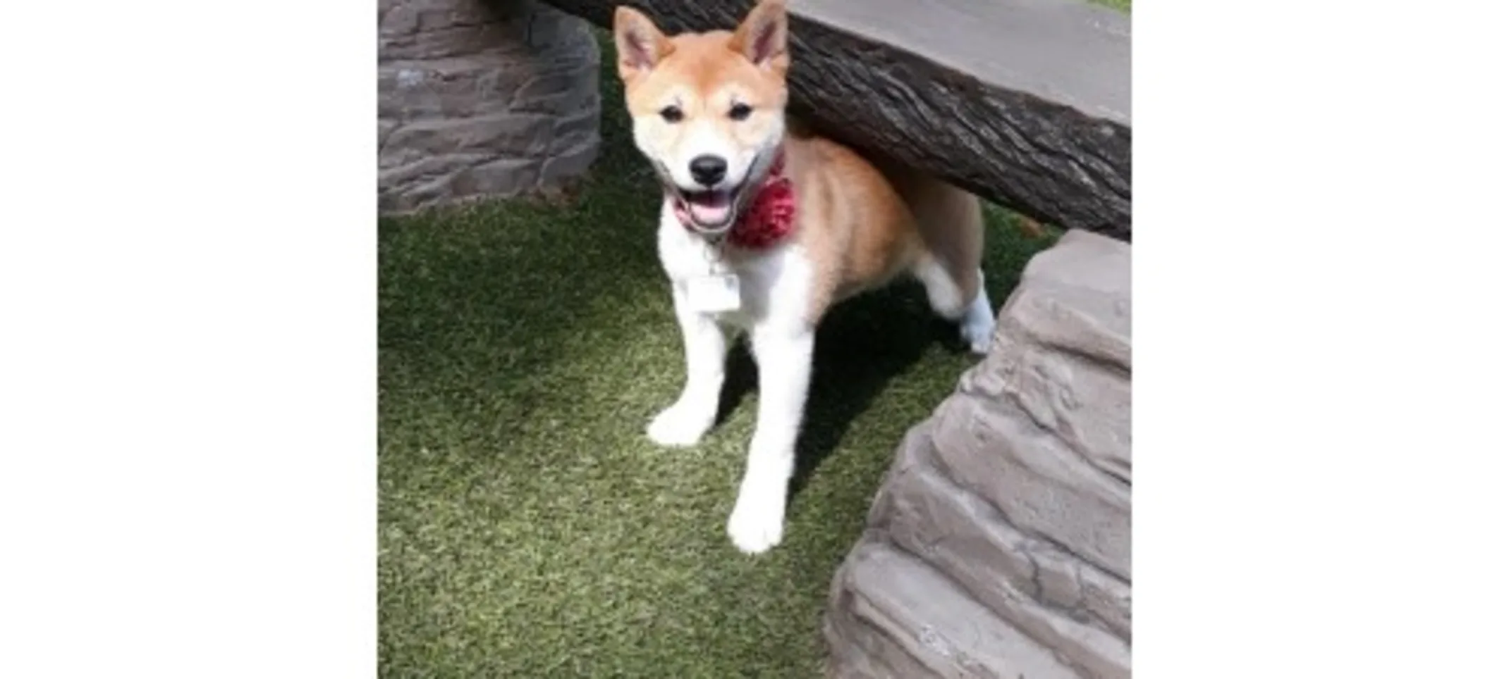 Dog standing under a fake log Dog standing under a fake log