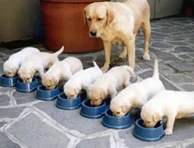Puppy Litter Eating Puppy Litter Eating