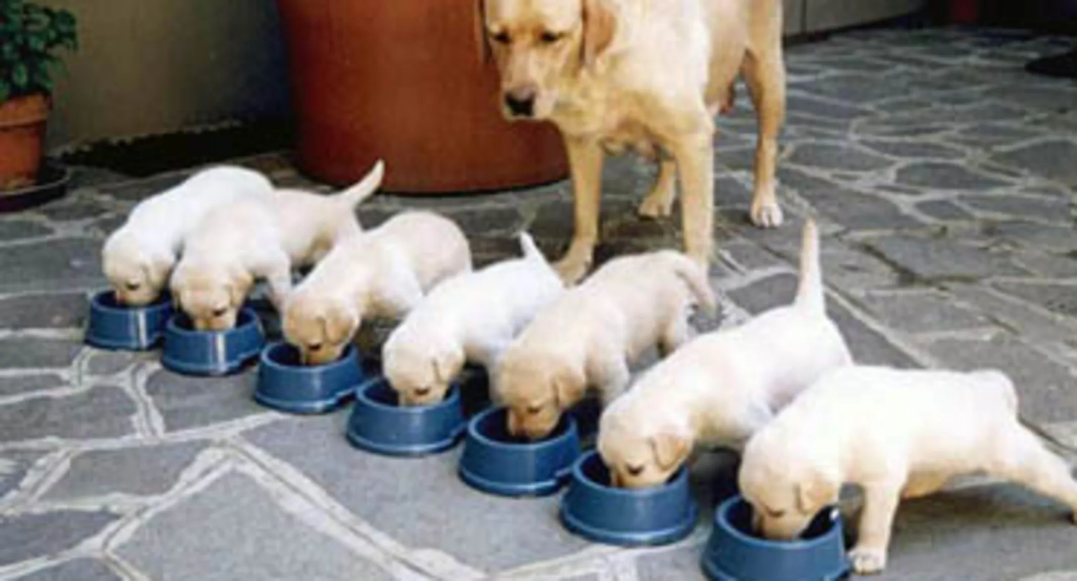 Puppy Litter Eating Puppy Litter Eating