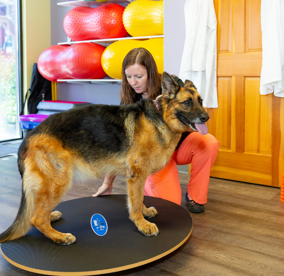 German Shephard receiving rehabilitation treatment