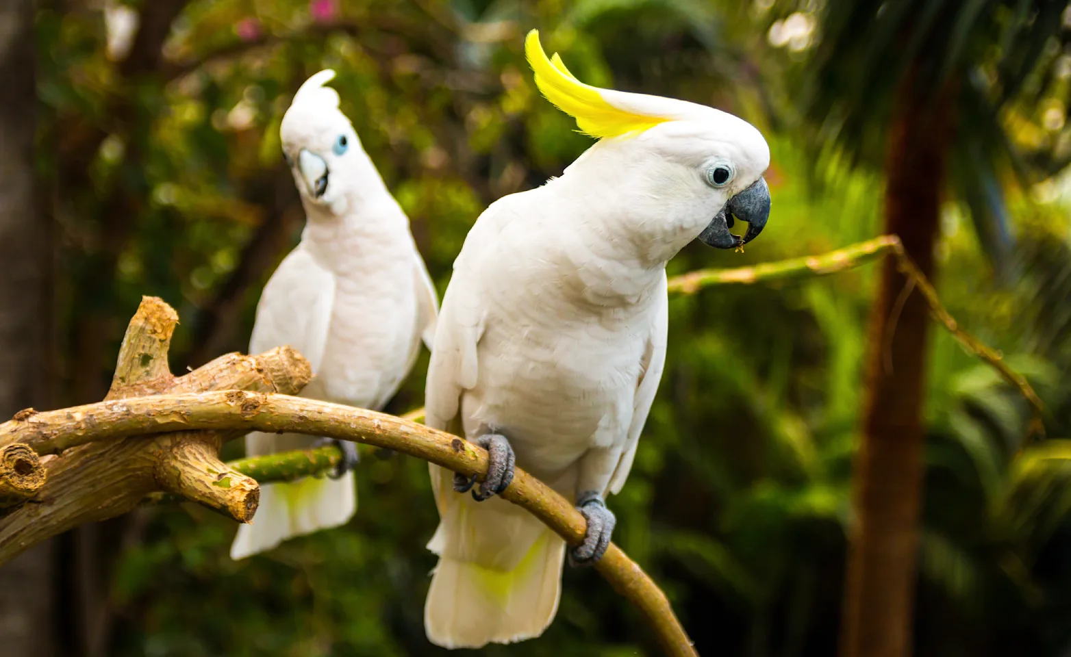 Birds on branches Birds on branches