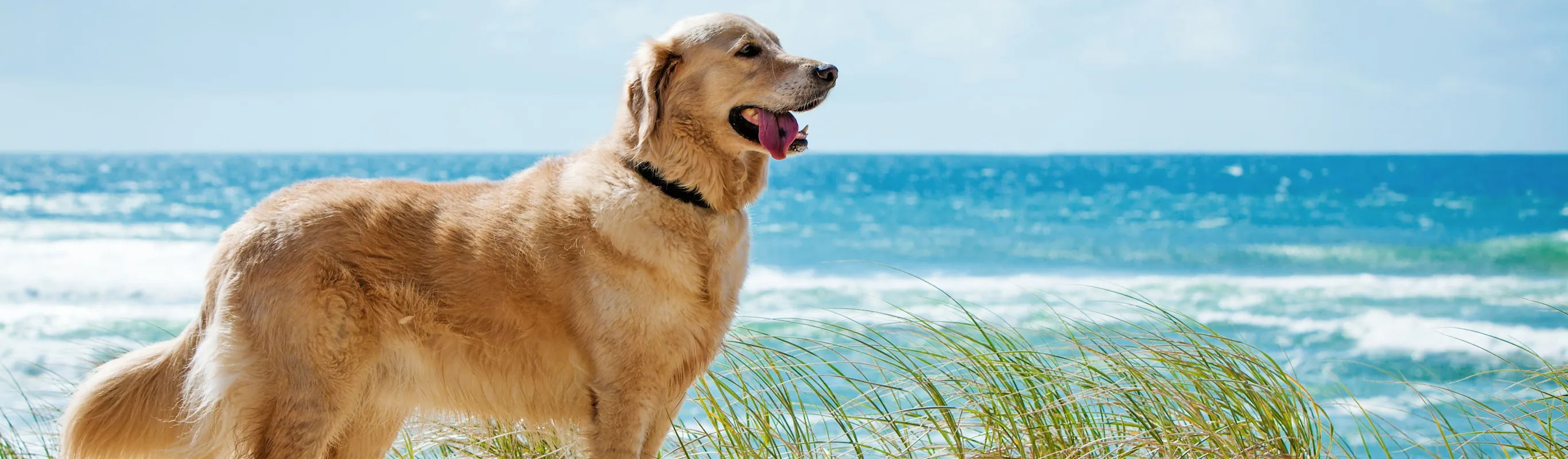 golden lap on coast golden lap on coast