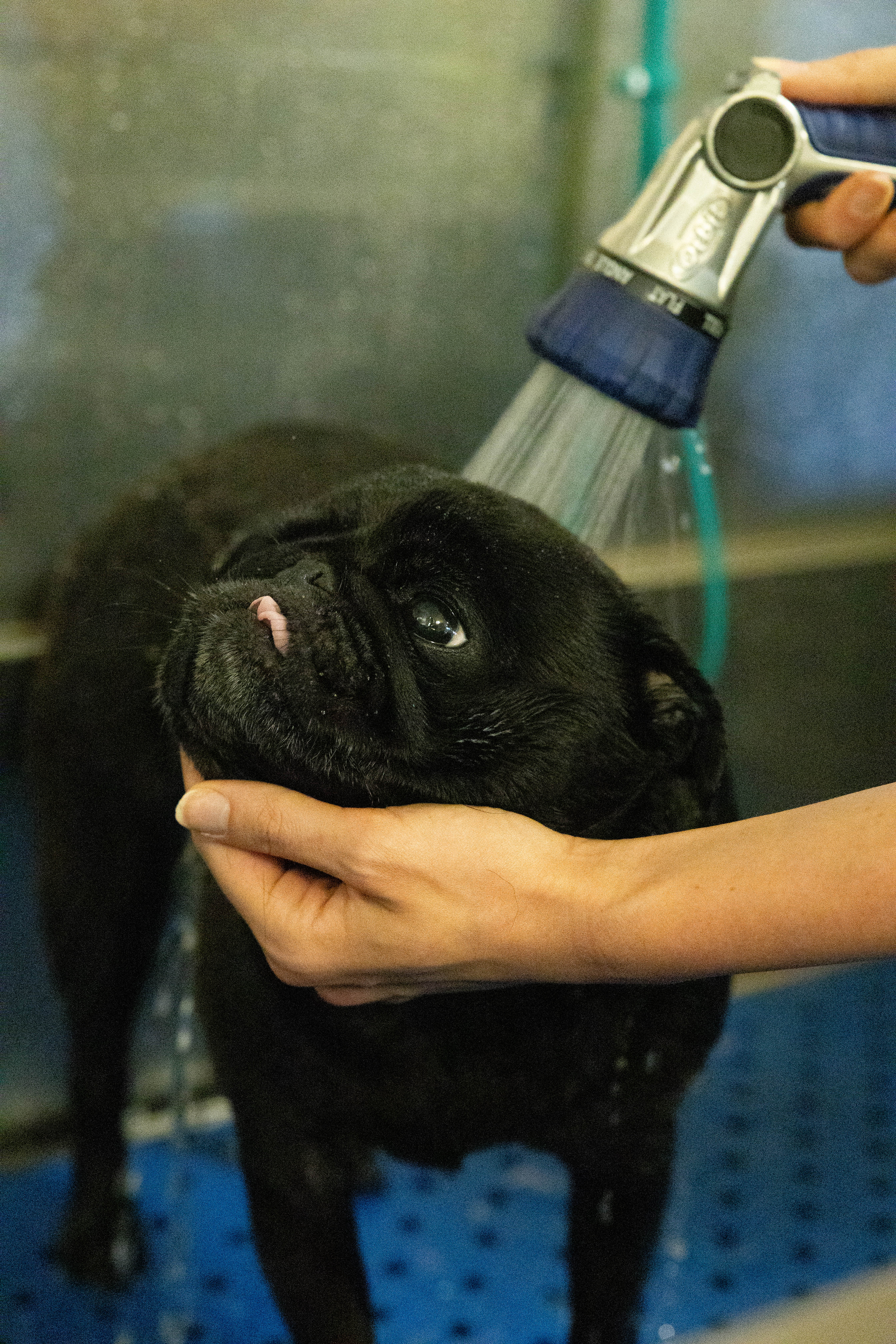 Pug Being Bathed