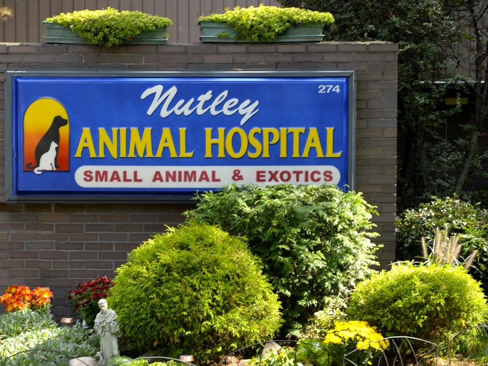 Animal hospital near me hot sale now