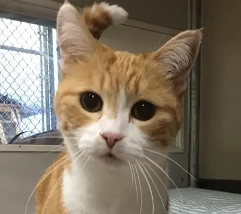 Orange and white cat staying at Rose Valley Veterinary Hospital Orange and white cat staying at Rose Valley Veterinary Hospital