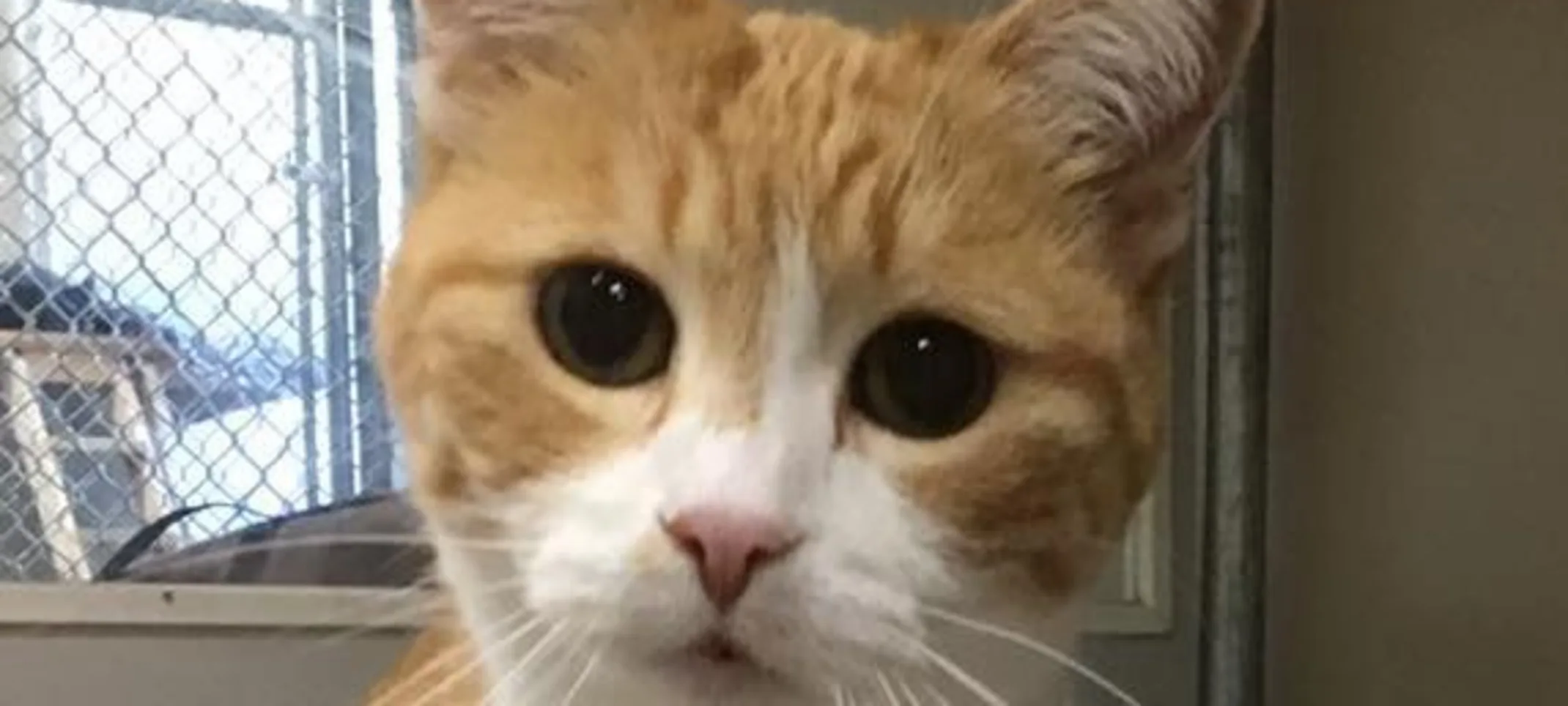 Orange and white cat staying at Rose Valley Veterinary Hospital