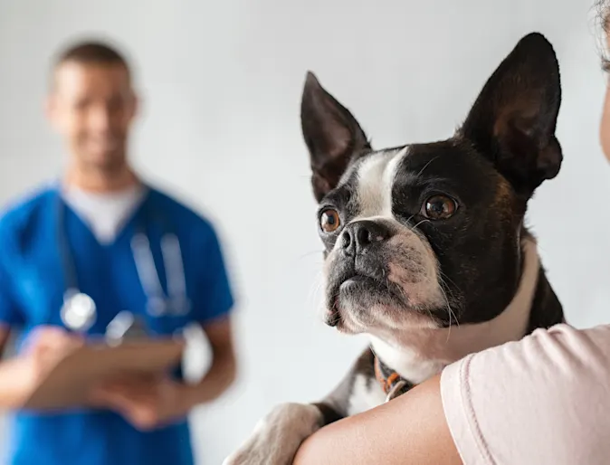A young Pug puppy about to get looked at by a male docotor with her parent A young Pug puppy about to get looked at by a male docotor with her parent