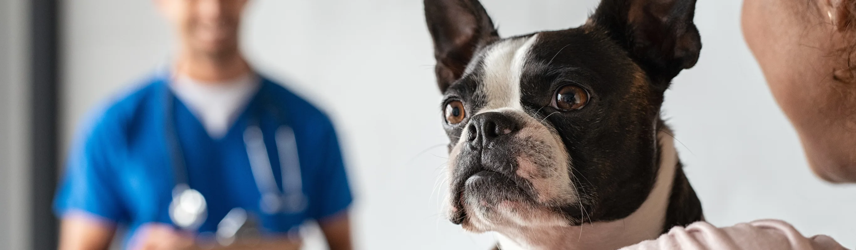 A young Pug puppy about to get looked at by a male docotor with her parent