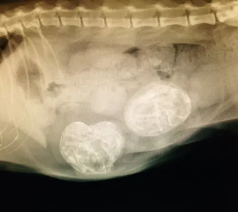 X-ray of a dog