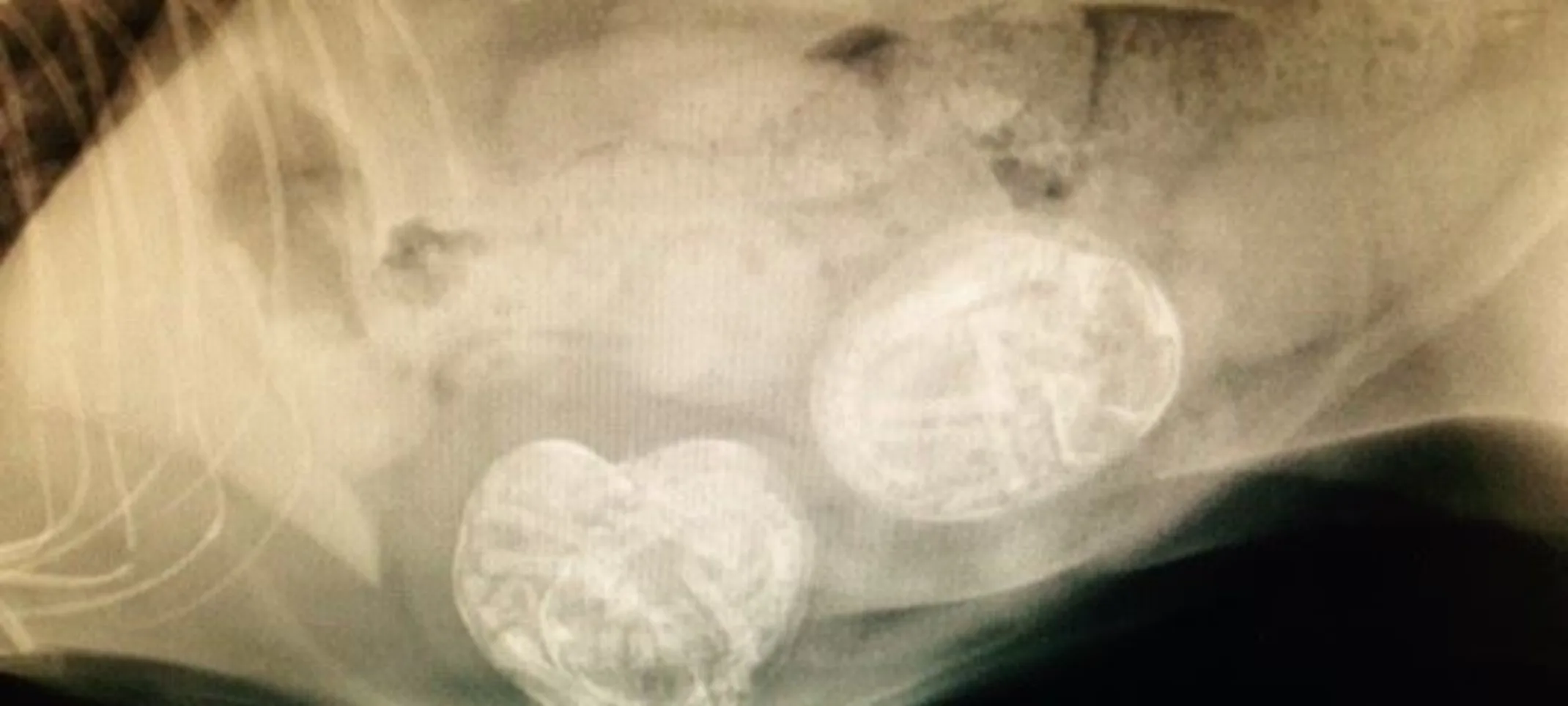 X-ray of a dog X-ray of a dog