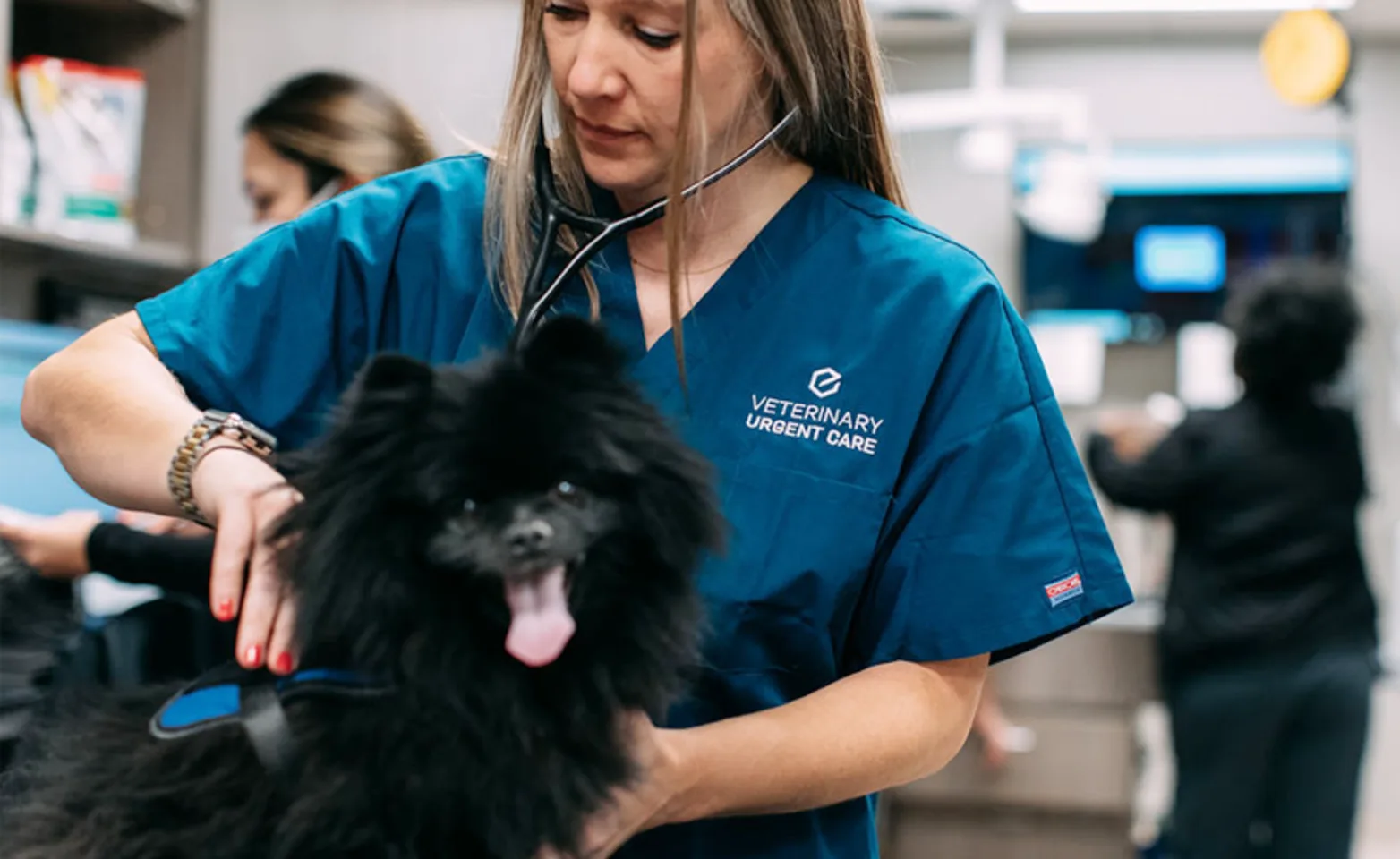 Veterinary staff member examining a black Pomeranian