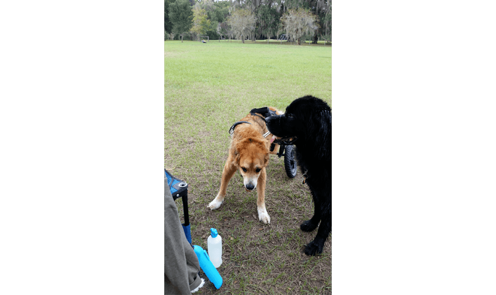 Max and Barn playing in a grassy field.