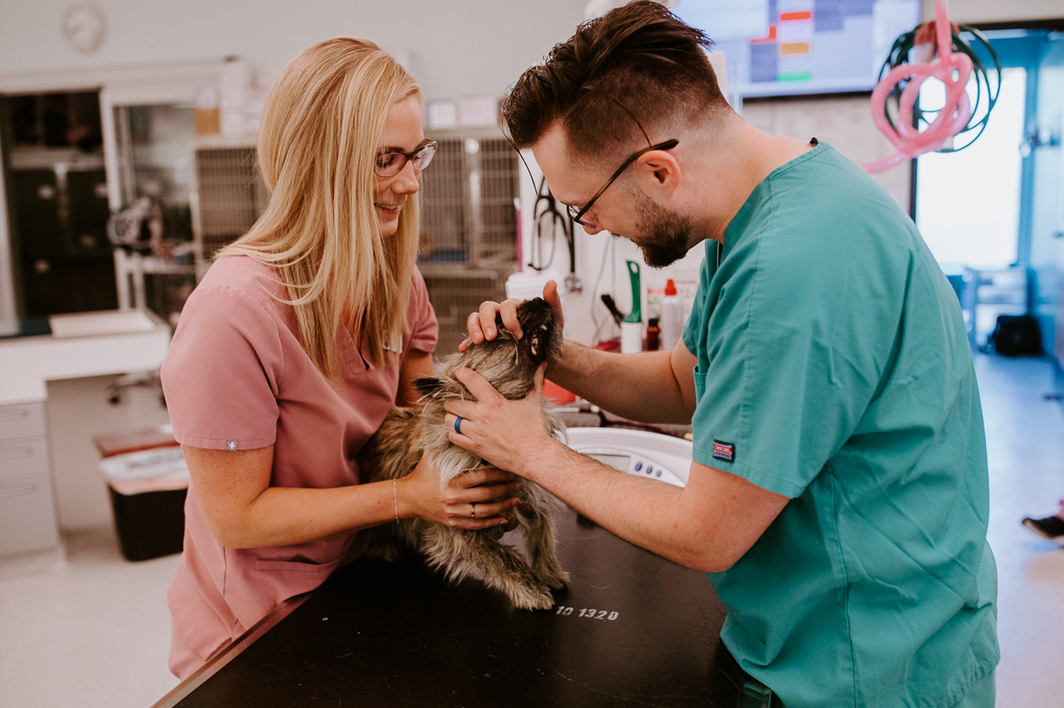 Frontier Village Veterinary Clinic staff members working with a dog o an exam table