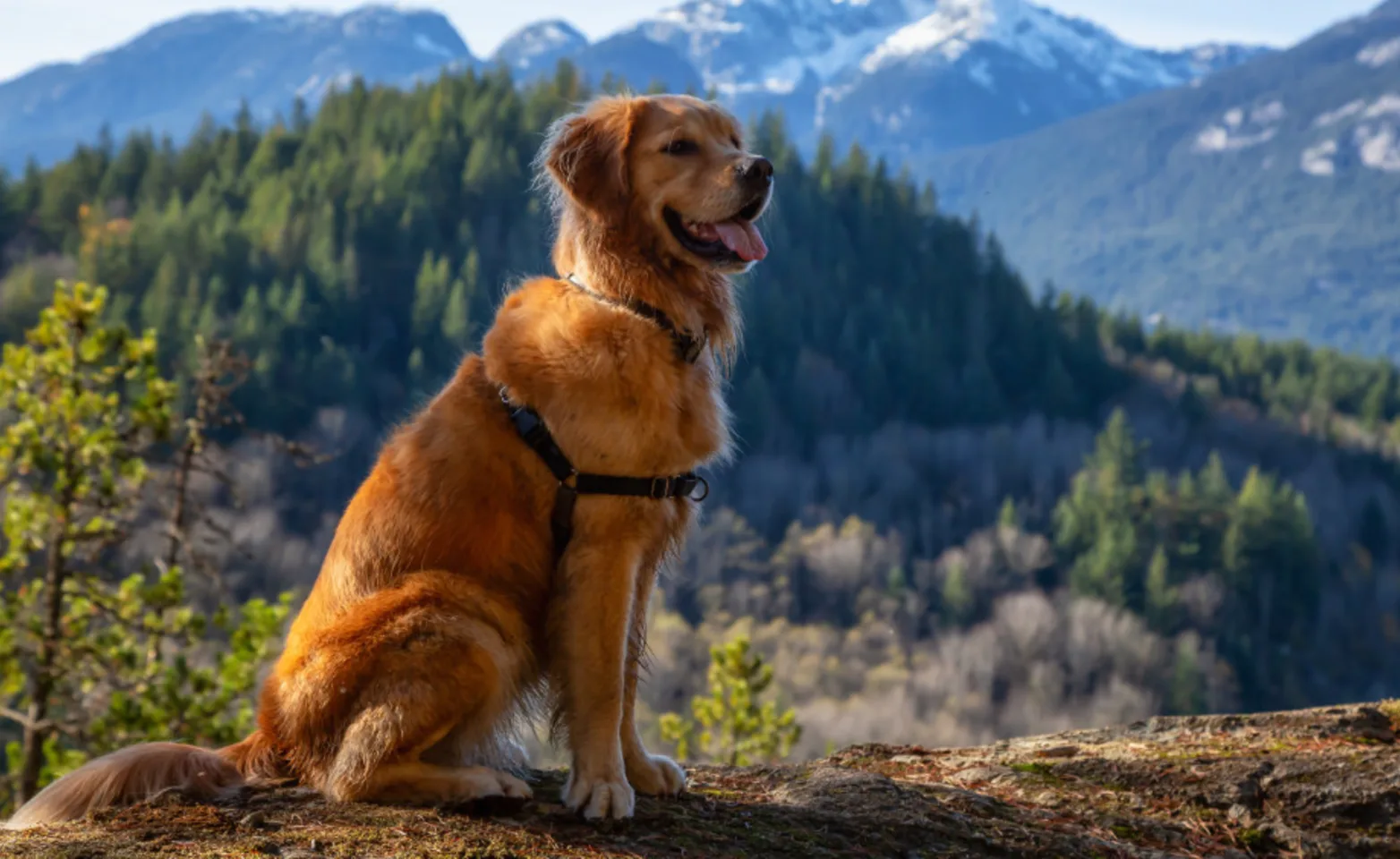 A golden retriever sitting with a background full of mountains and trees