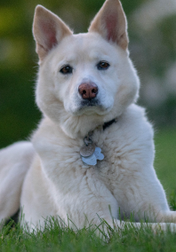 White fluffy dog laying in the grass looking stoic. 