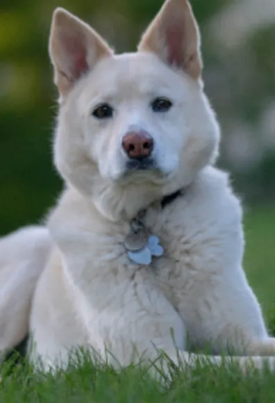 White fluffy dog laying in the grass looking stoic. White fluffy dog laying in the grass looking stoic.