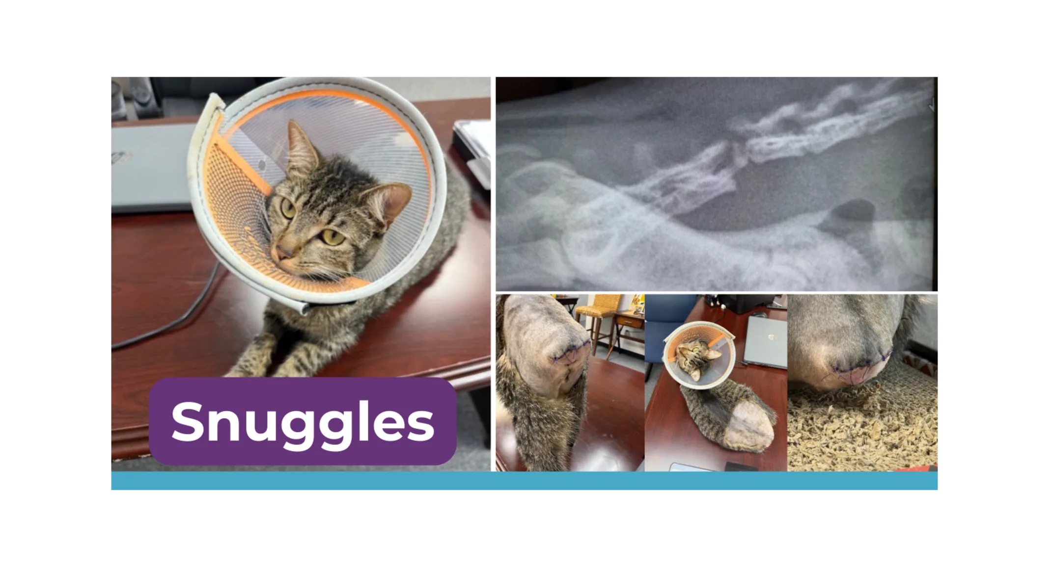 Snuggles Price Snuggles Price