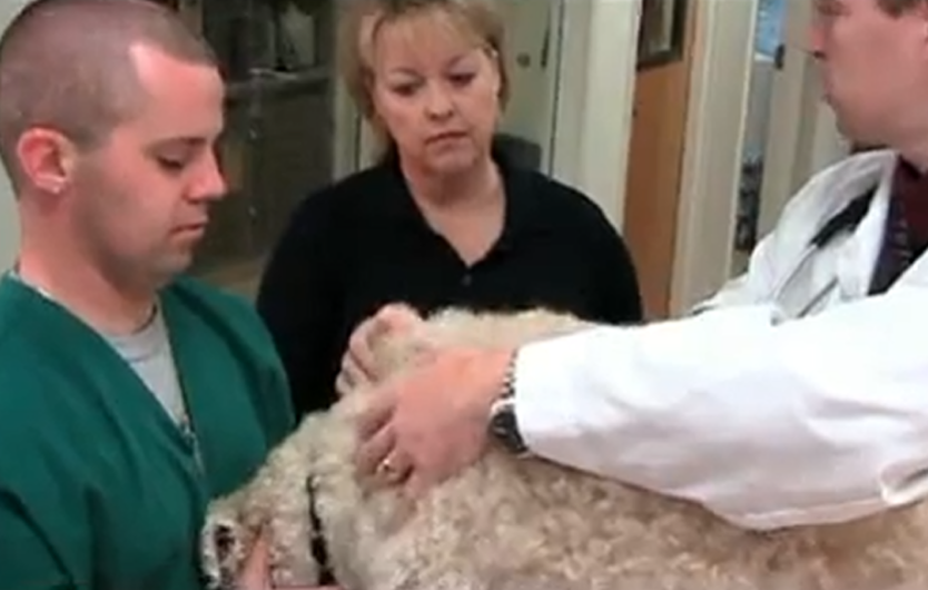 How to Give Your Pet an Injection