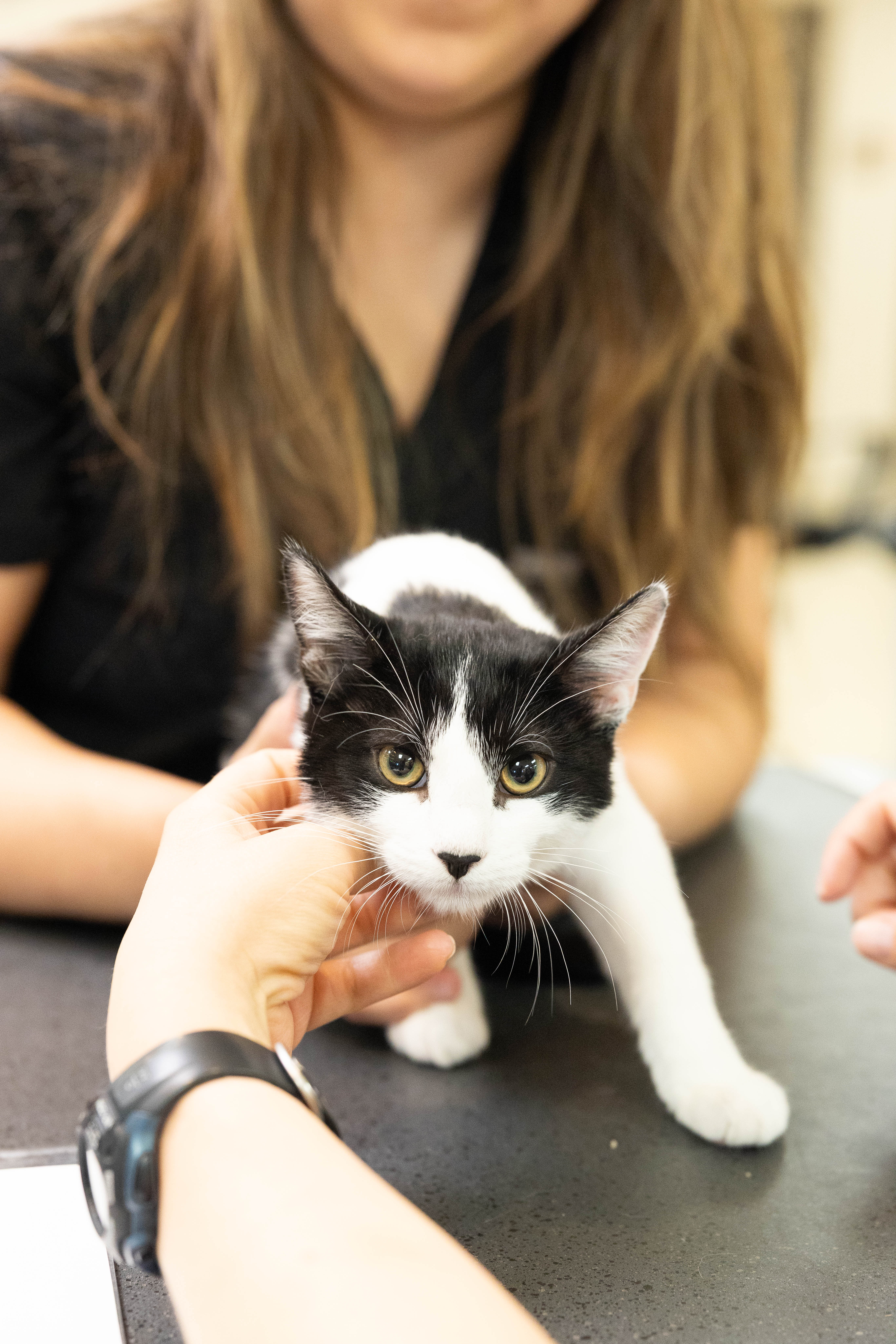 Black and White Cat Held by Staff Member