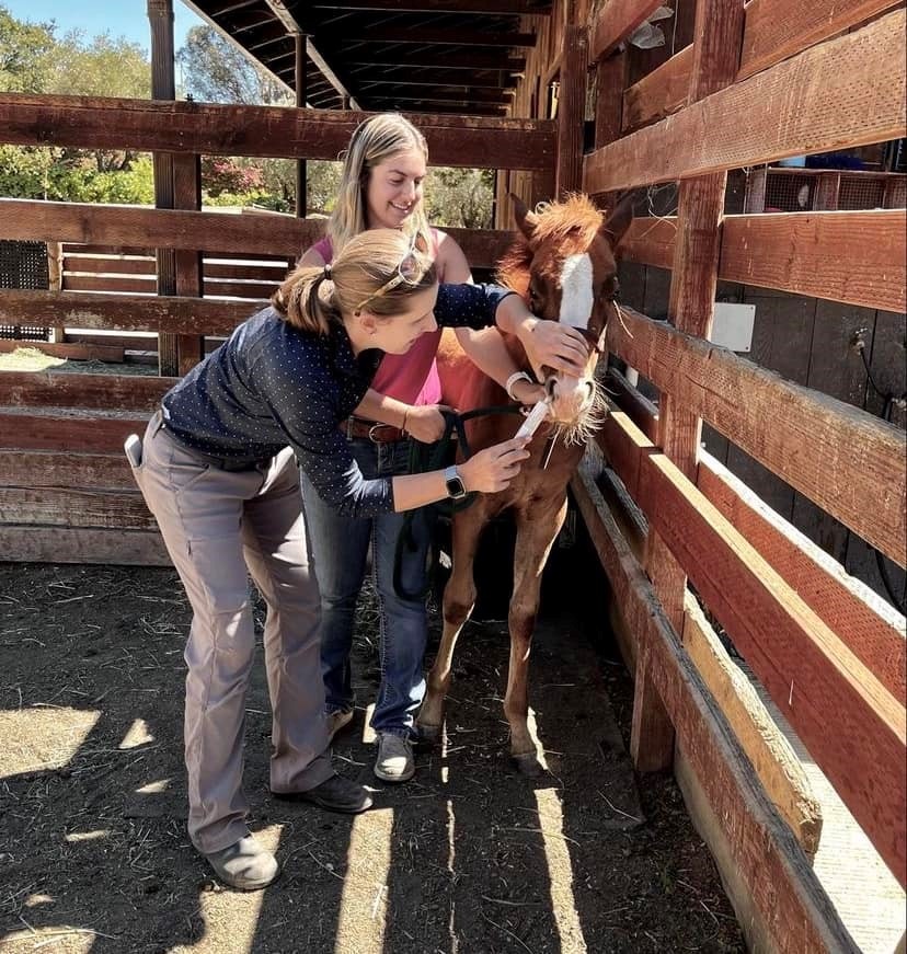 Two Veterinarians Examining a Small Horse at Bayhill Equine