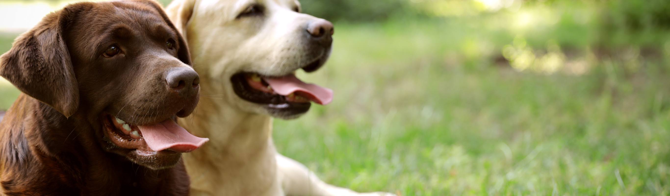 Our Team Animal Hospital Of Towne Lake Our team animal hospital of towne lake