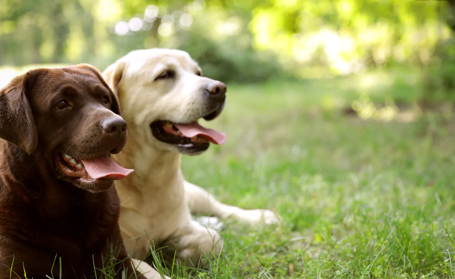 two labs sitting next to each other on the grass