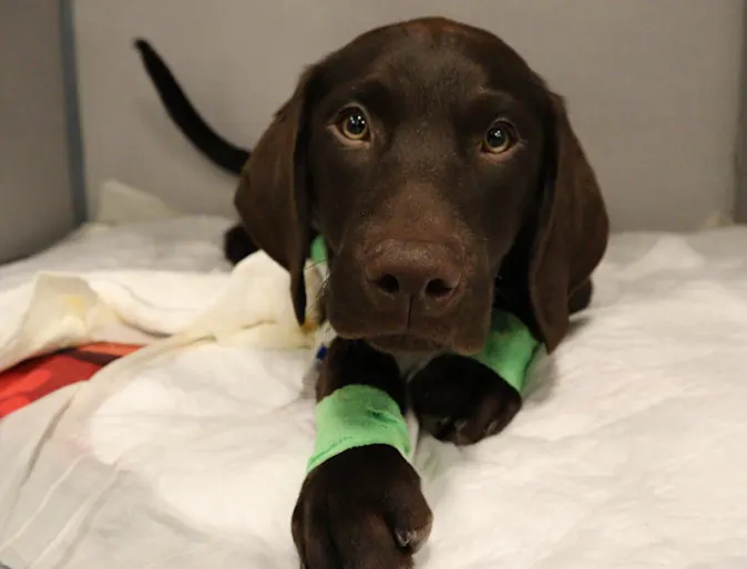 Brown dog looking at camera Brown dog looking at camera