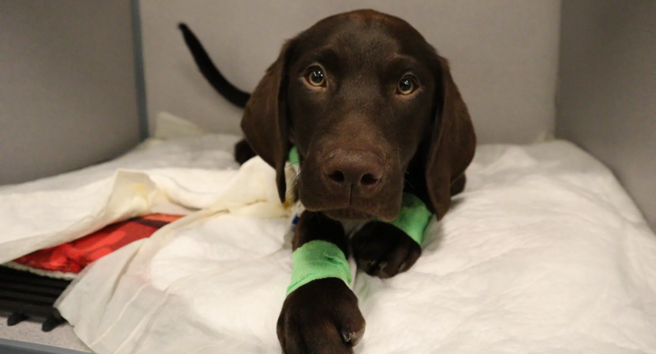 Brown dog looking at camera Brown dog looking at camera