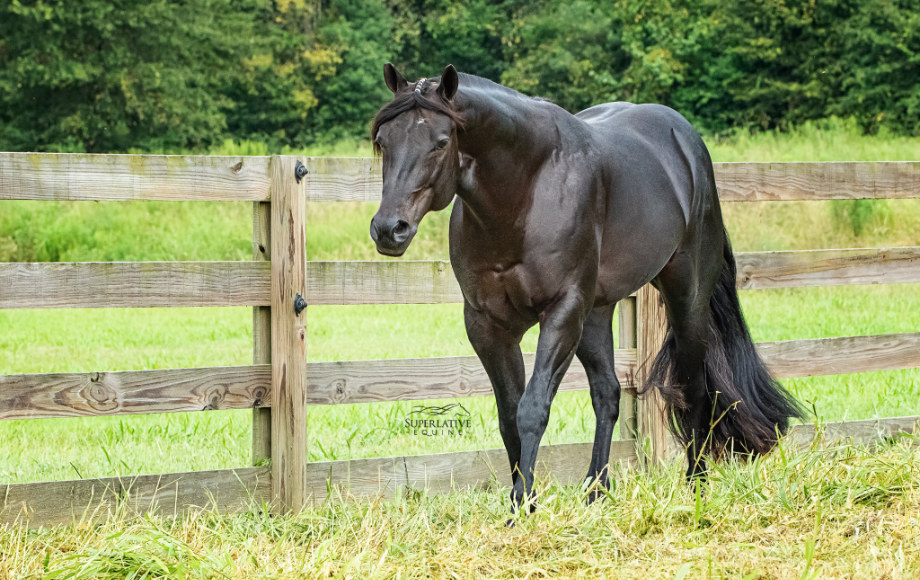SST Festus, a dark grayish/brown horse