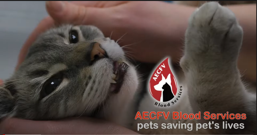 Blood Donor Program Video at Animal Emergency Clinic of the Fraser Valley