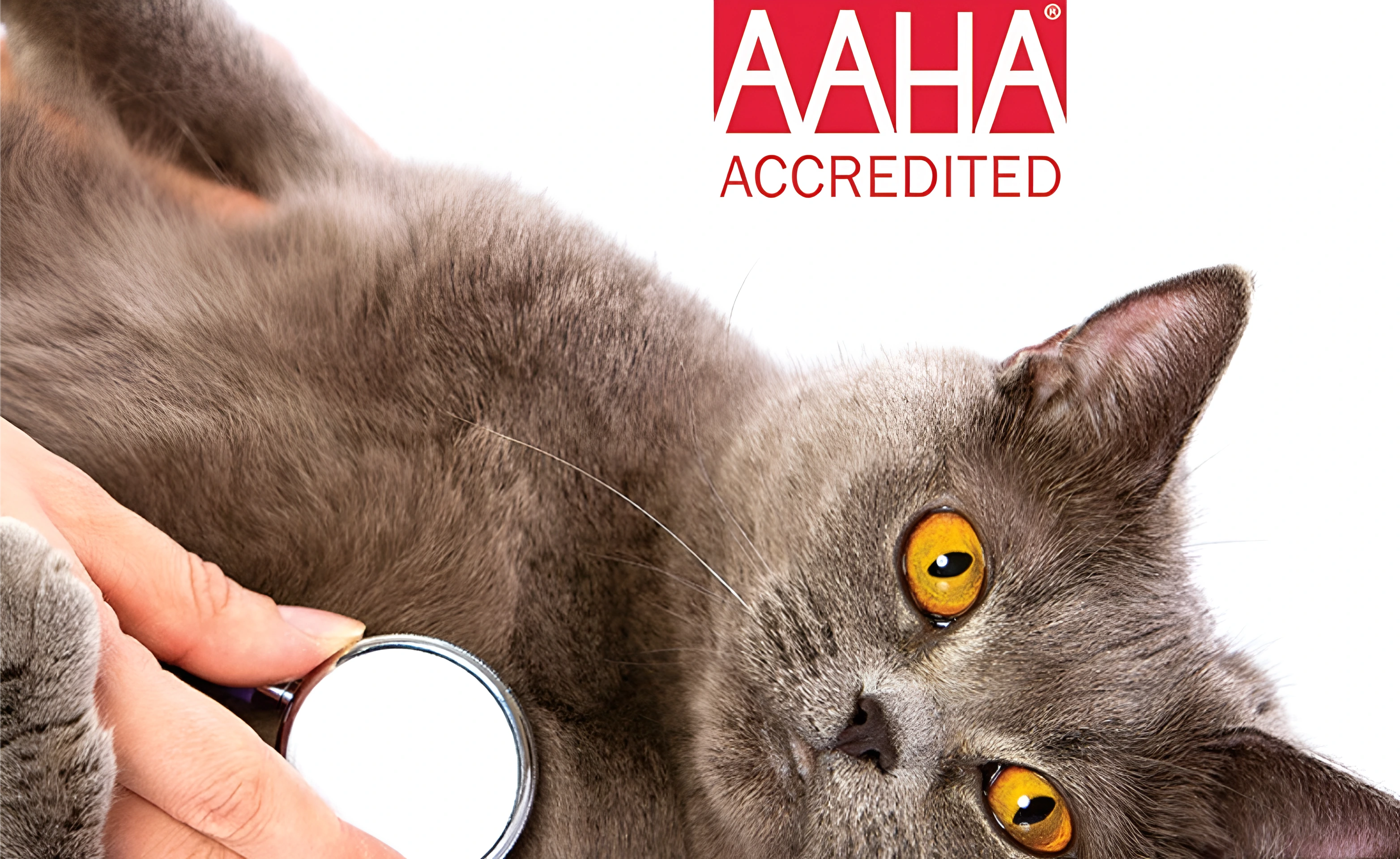 AAHA Accredited