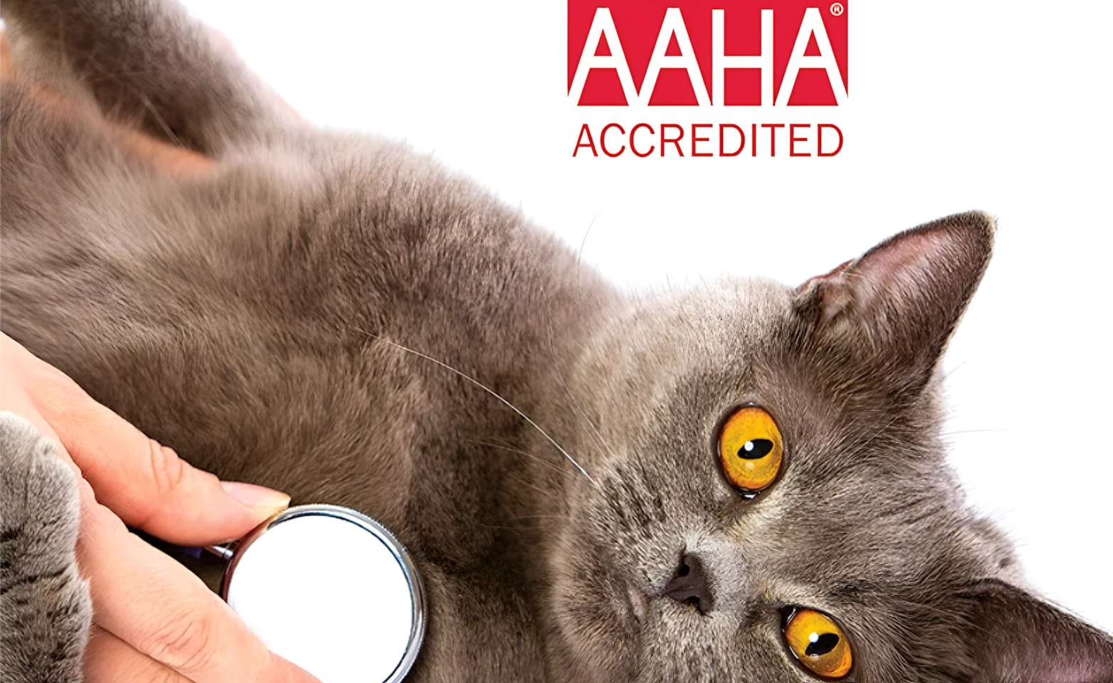 AAHA Accredited AAHA Accredited