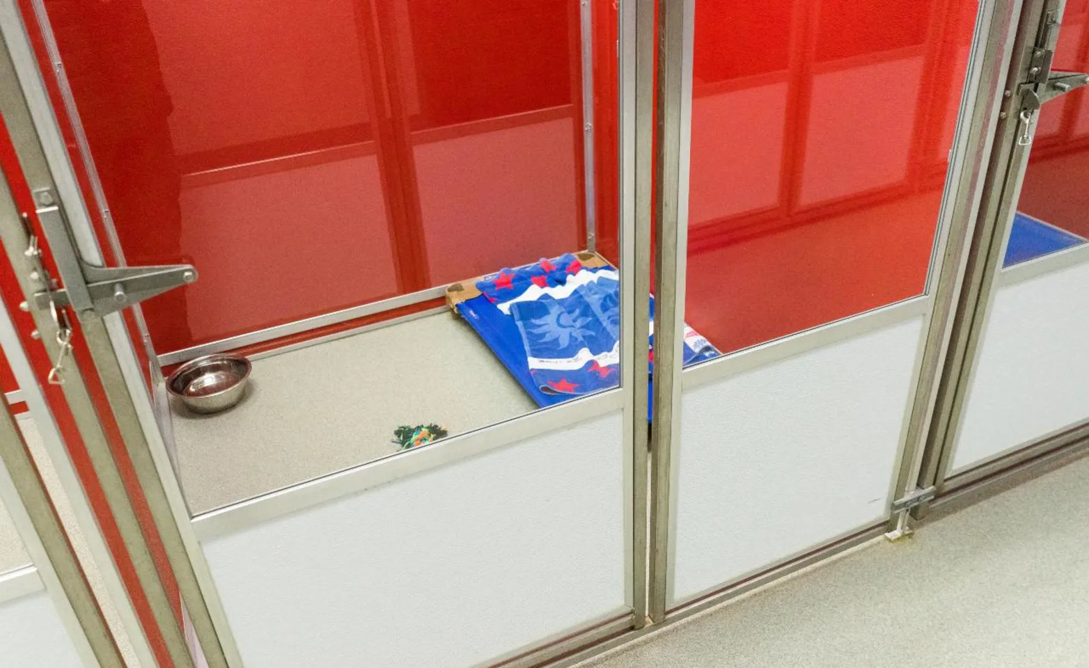 Dog boarding at No Leash Needed Dog boarding at No Leash Needed