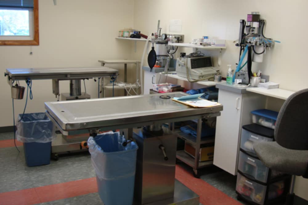 The Animal Hospital on the Golden Strip Exam Room